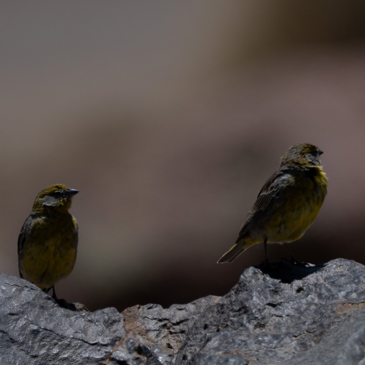 Bright-rumped Yellow-Finch - ML646214031