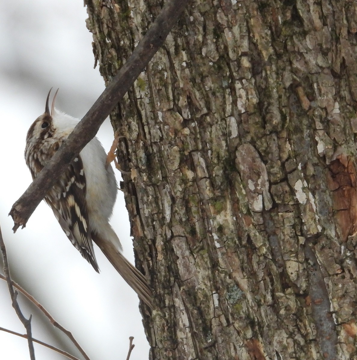 Brown Creeper - ML646214032