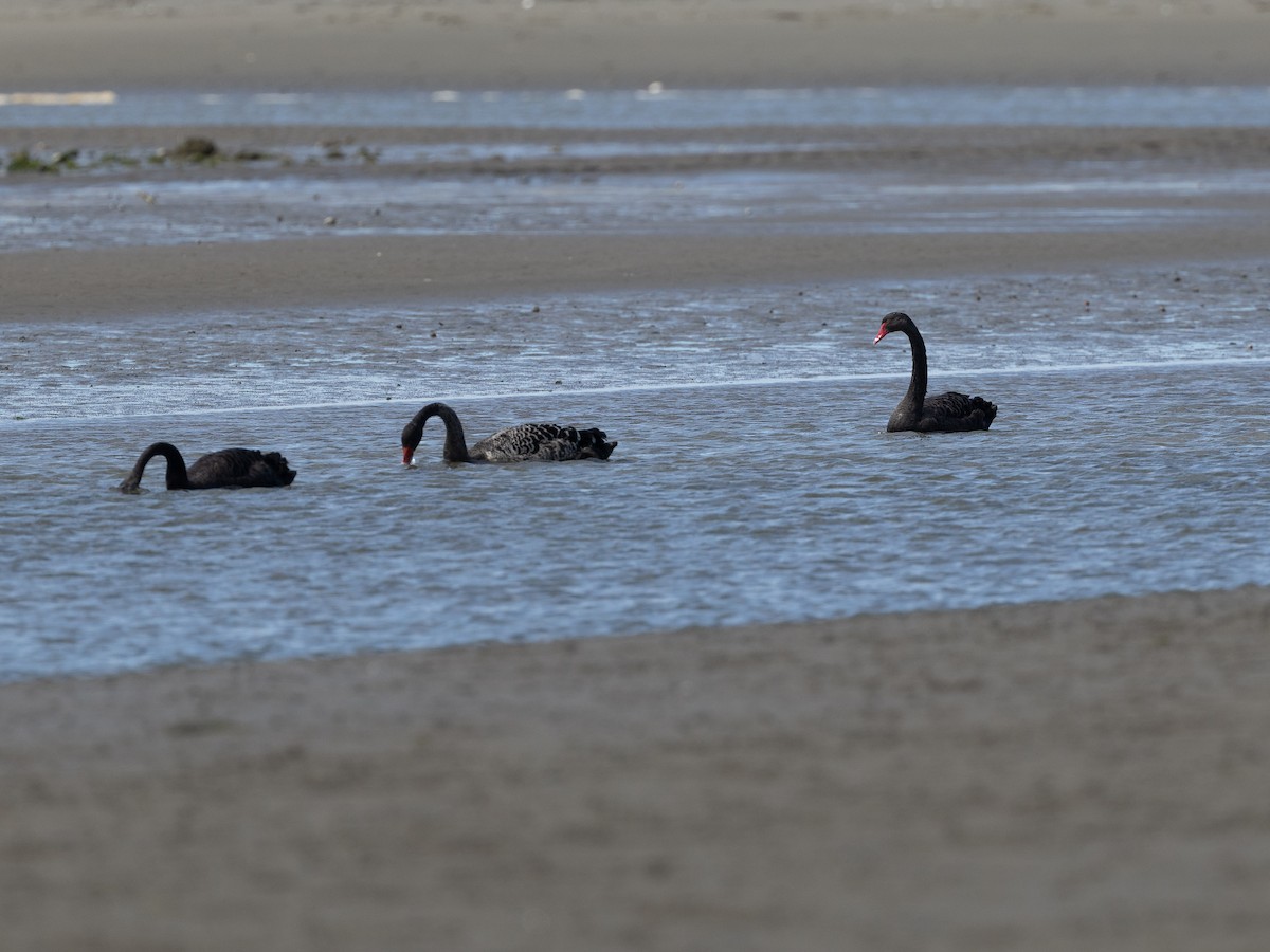 Black Swan - ML646214038