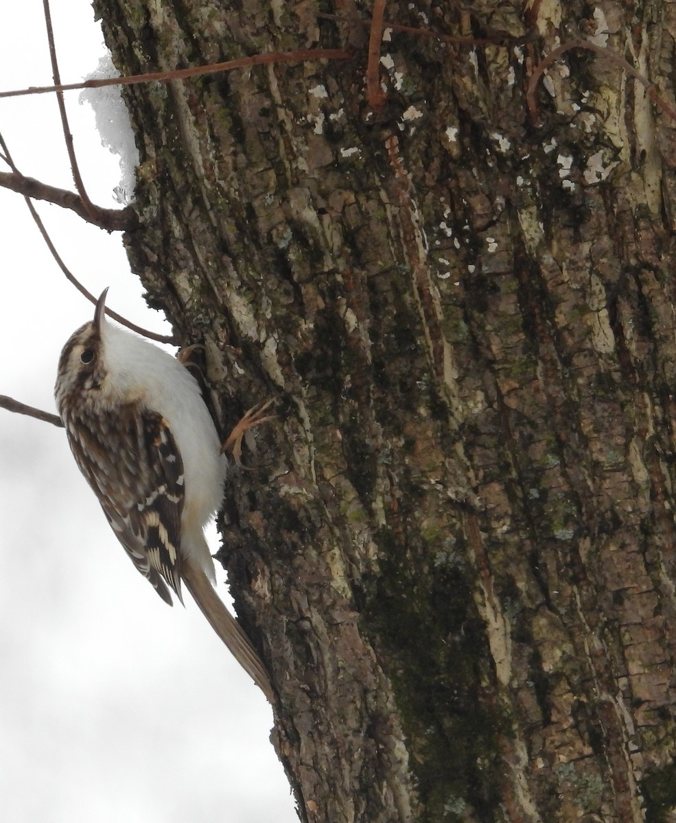 Brown Creeper - ML646214044