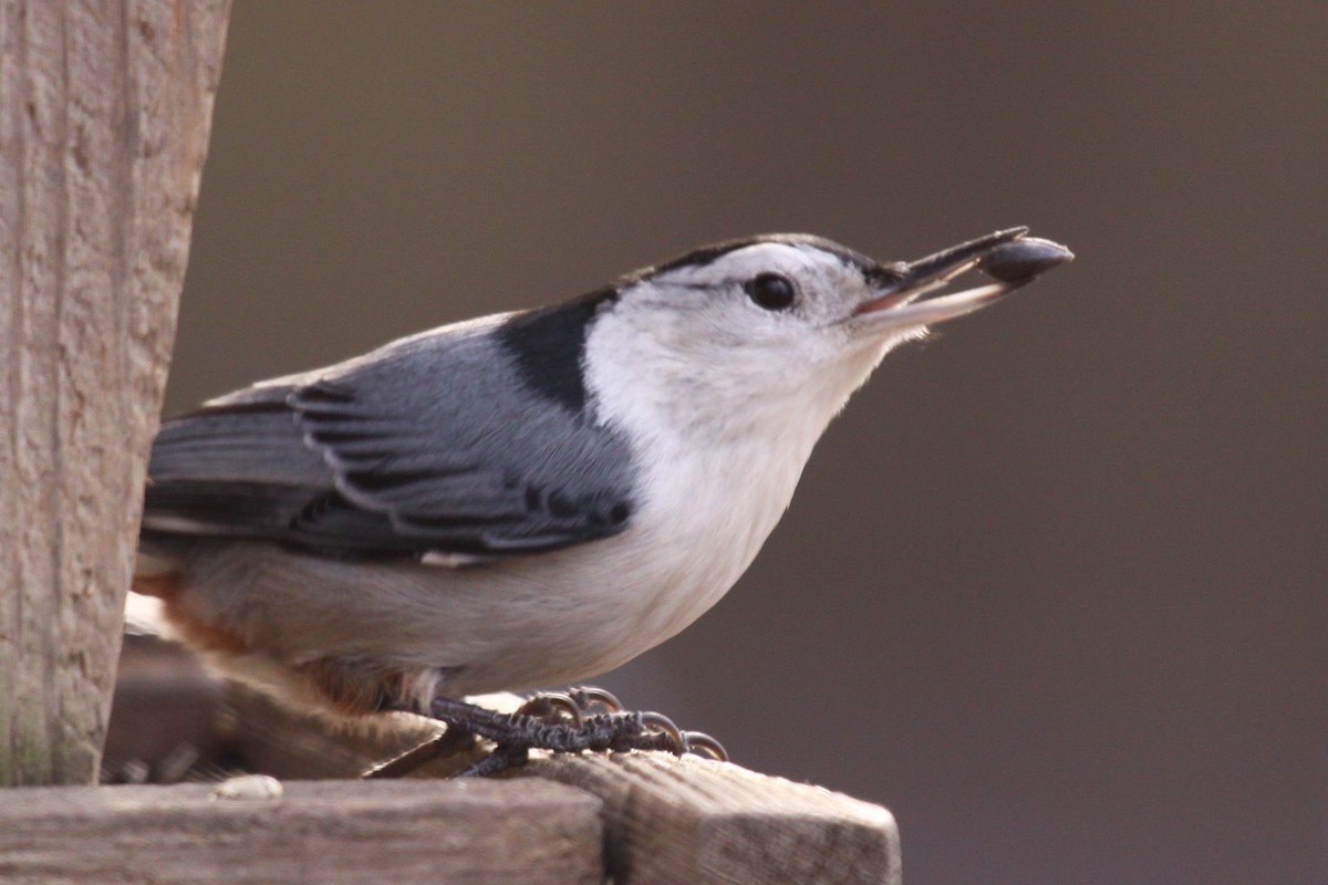 Sittelle à poitrine blanche - ML646214046