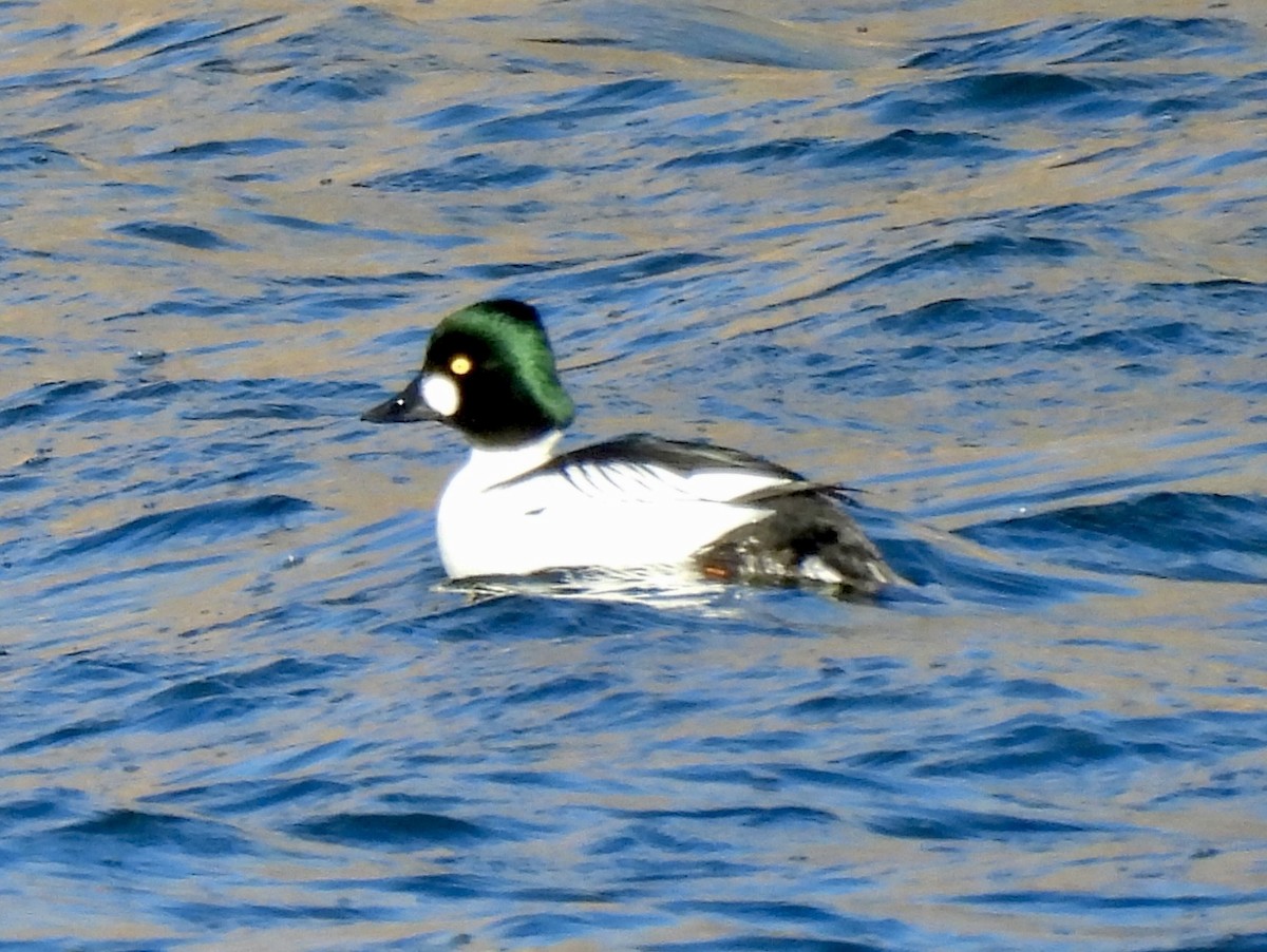 Common Goldeneye - ML646214049