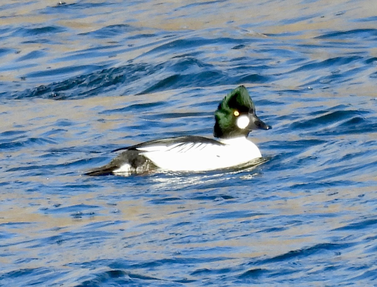 Common Goldeneye - ML646214050
