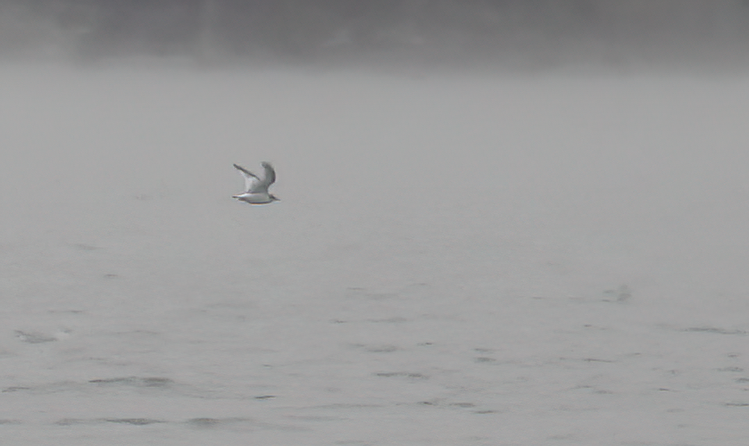 小鷗 - ML646214052