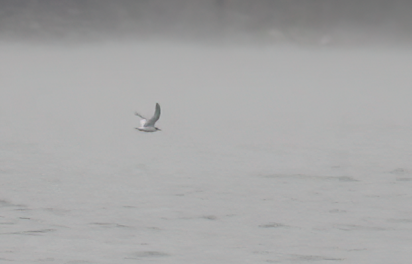 小鷗 - ML646214053