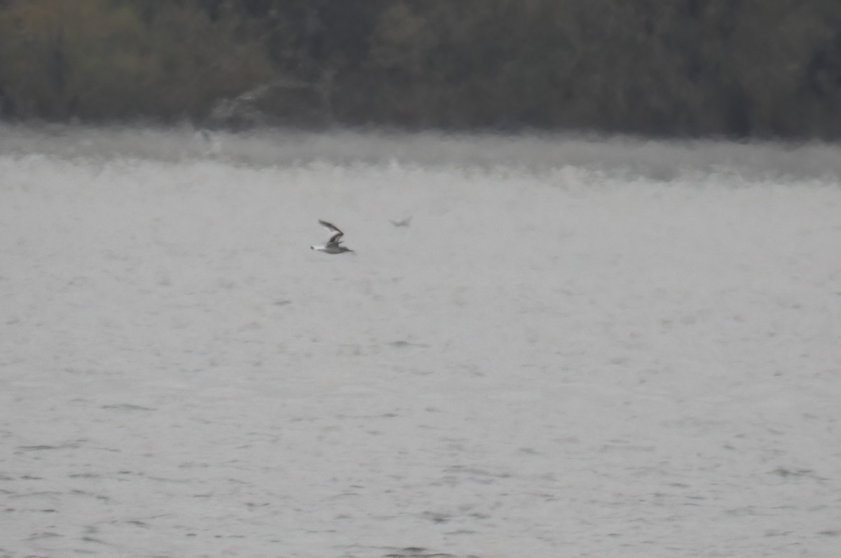 小鷗 - ML646214054