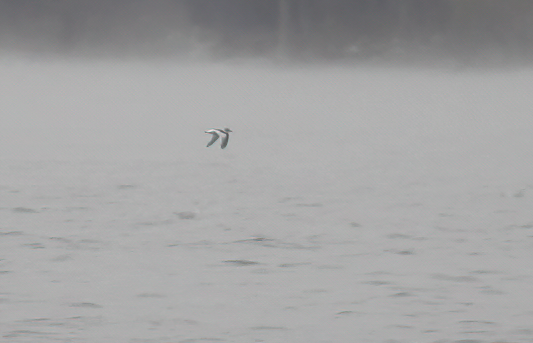 小鷗 - ML646214055