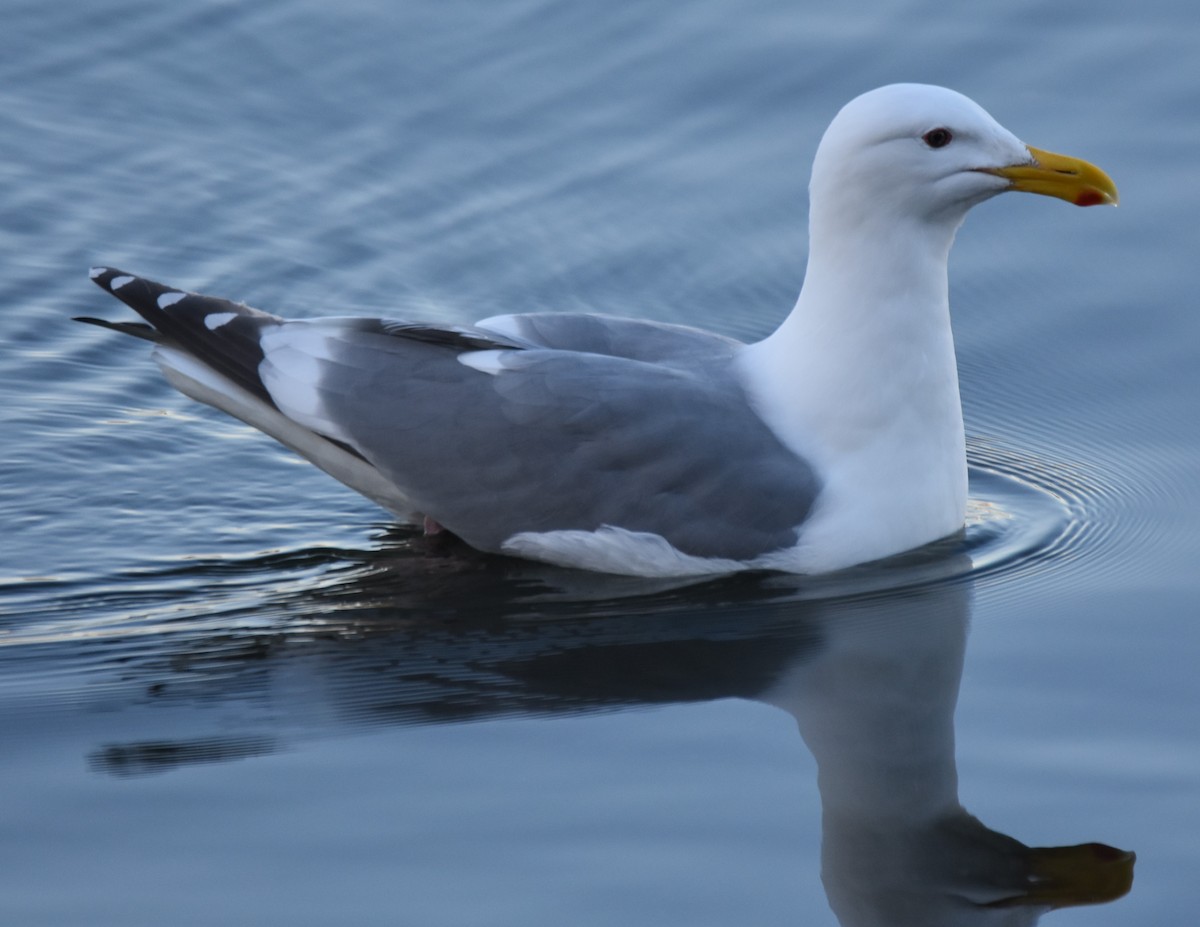Western x Glaucous-winged Gull (hybrid) - ML646214061