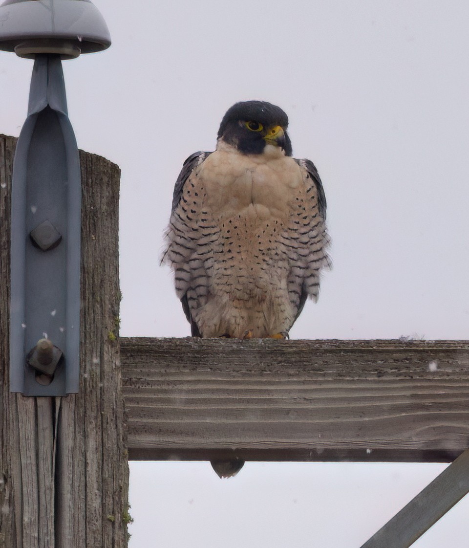 sokol stěhovavý - ML646214070