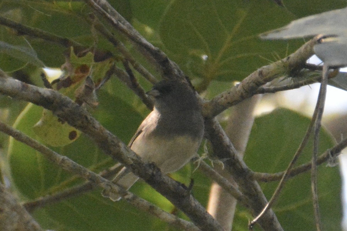 Dark-eyed Junco (Slate-colored) - ML646214071
