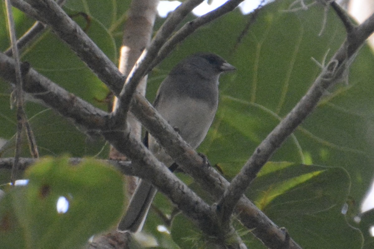 Dark-eyed Junco (Slate-colored) - ML646214072