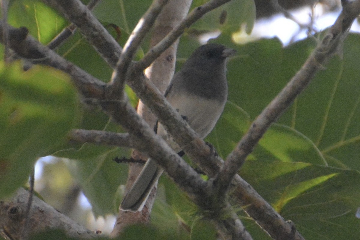 Dark-eyed Junco (Slate-colored) - ML646214073