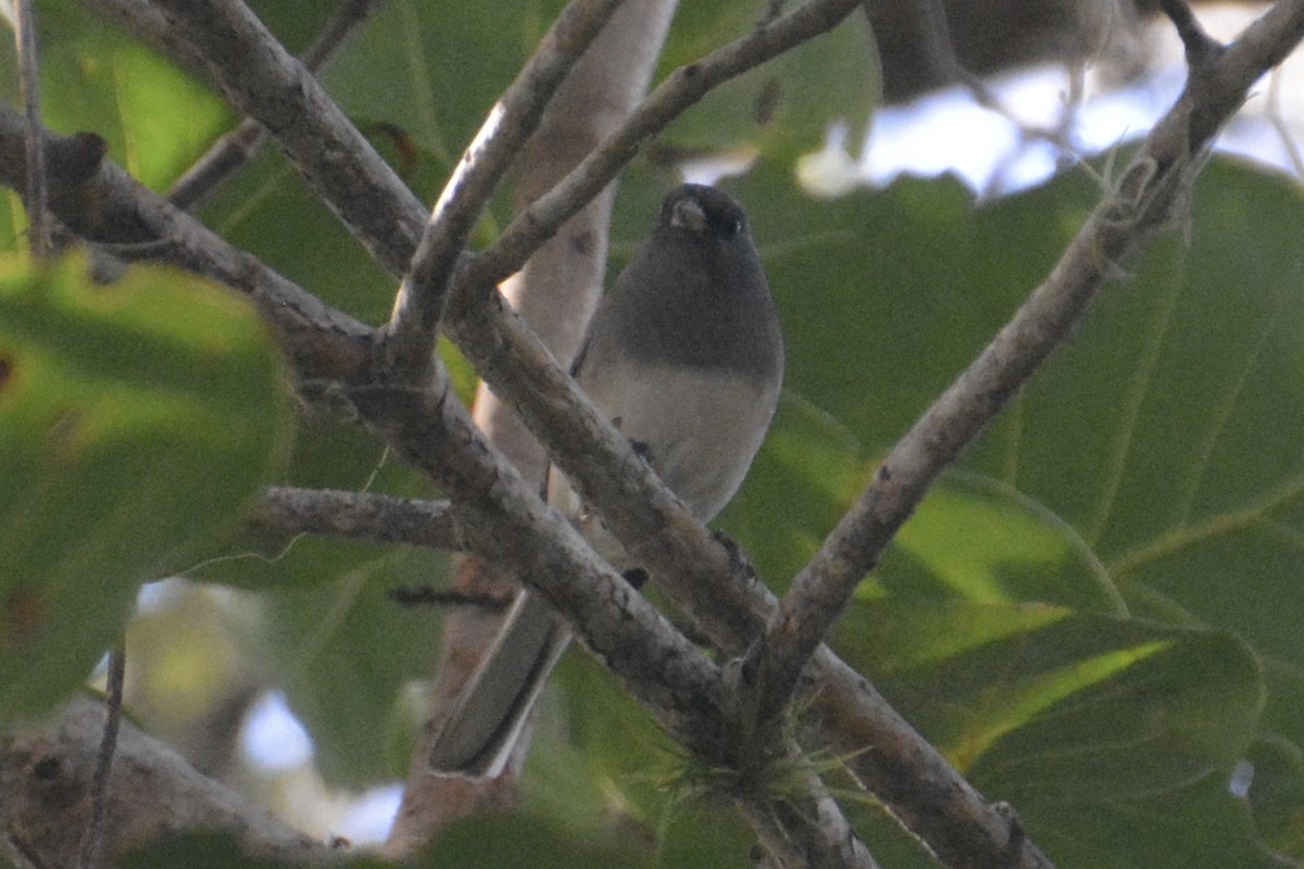 Dark-eyed Junco (Slate-colored) - ML646214074