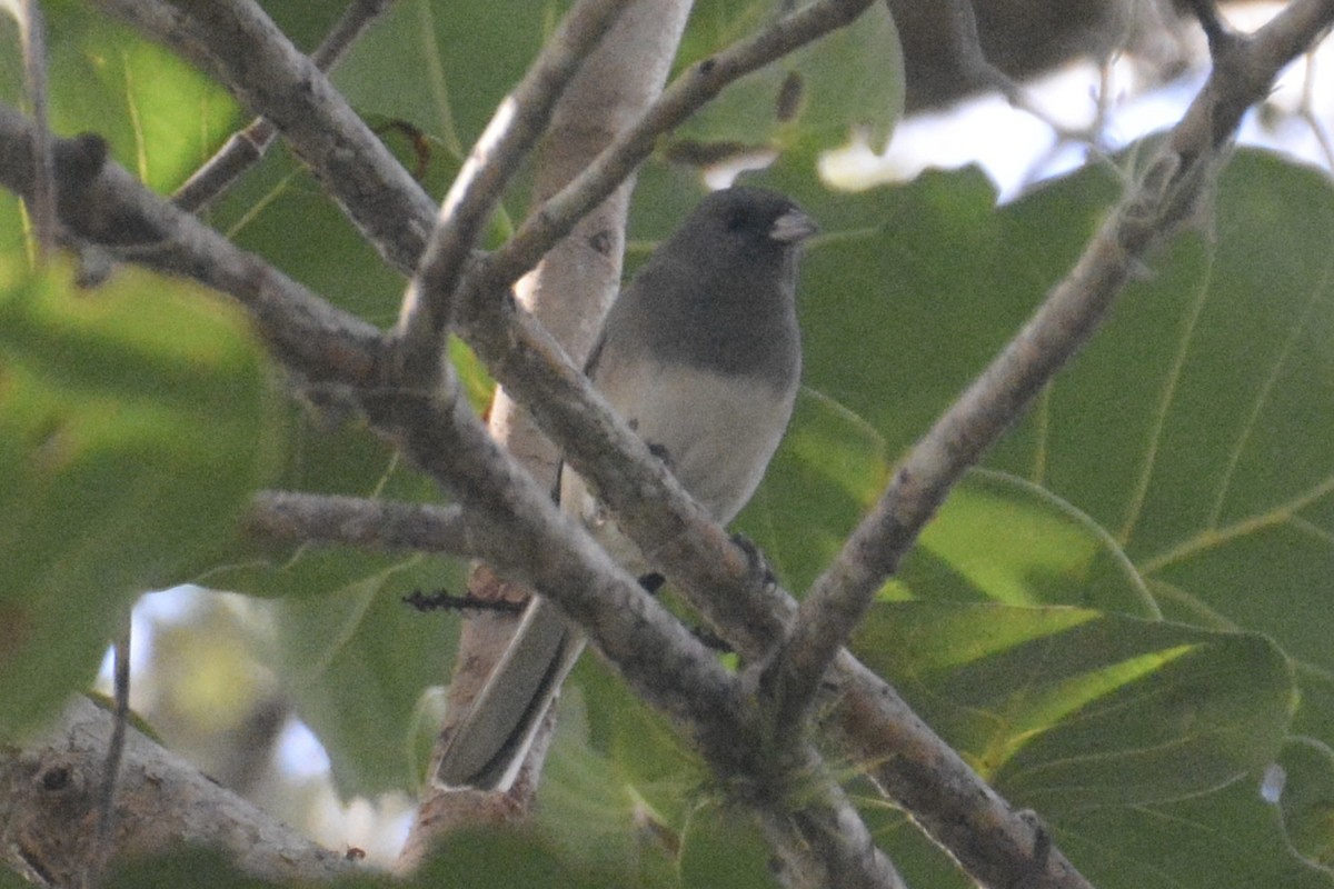 Dark-eyed Junco (Slate-colored) - ML646214075