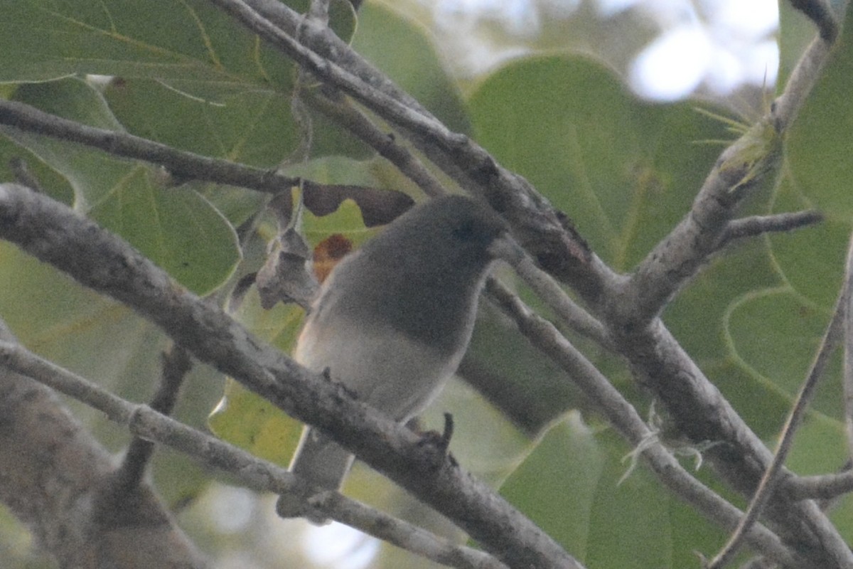 Dark-eyed Junco (Slate-colored) - ML646214076