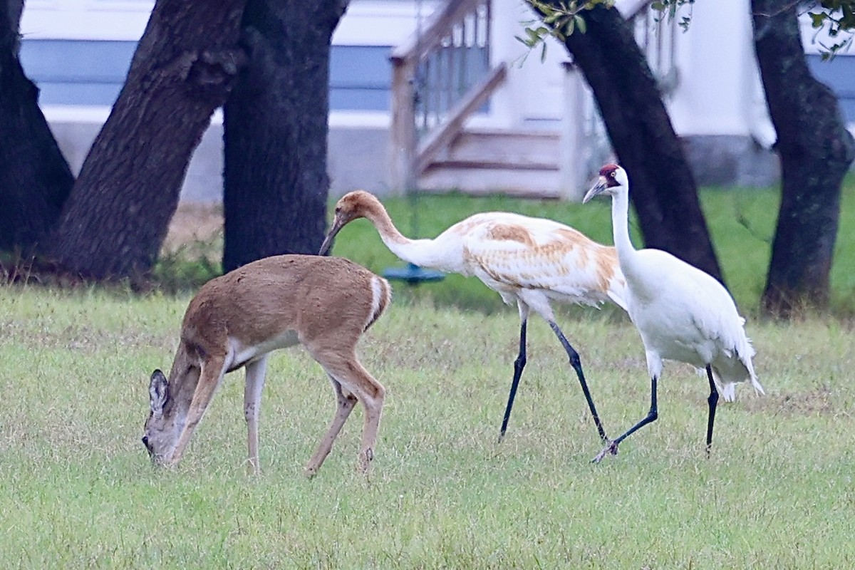 trompettrane - ML646214085