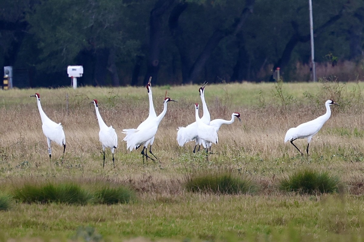 trompettrane - ML646214086