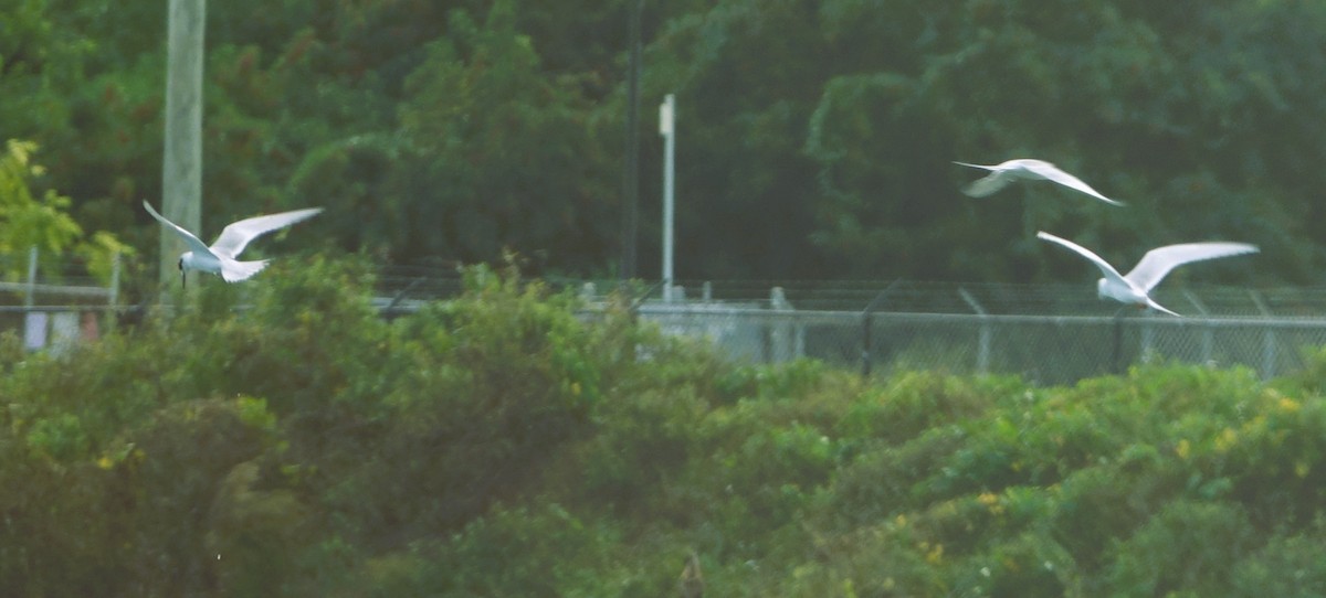 Forster's Tern - ML646214088