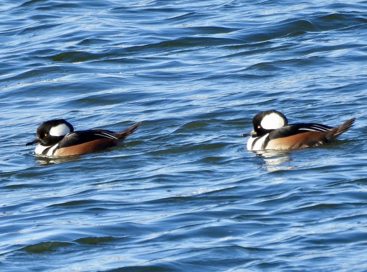 Hooded Merganser - ML646214090