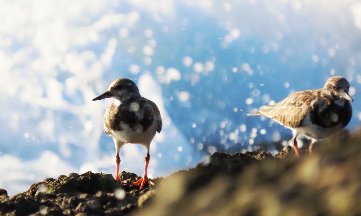 Ruddy Turnstone - ML646214098