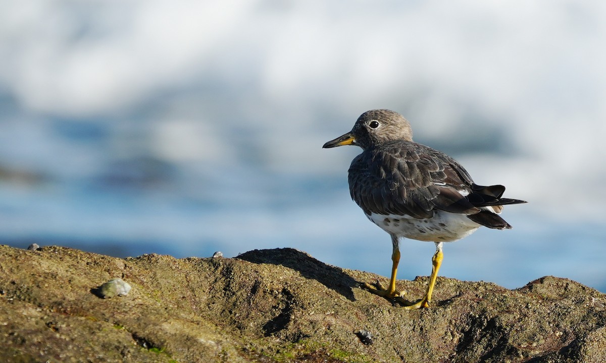 Surfbird - ML646214105