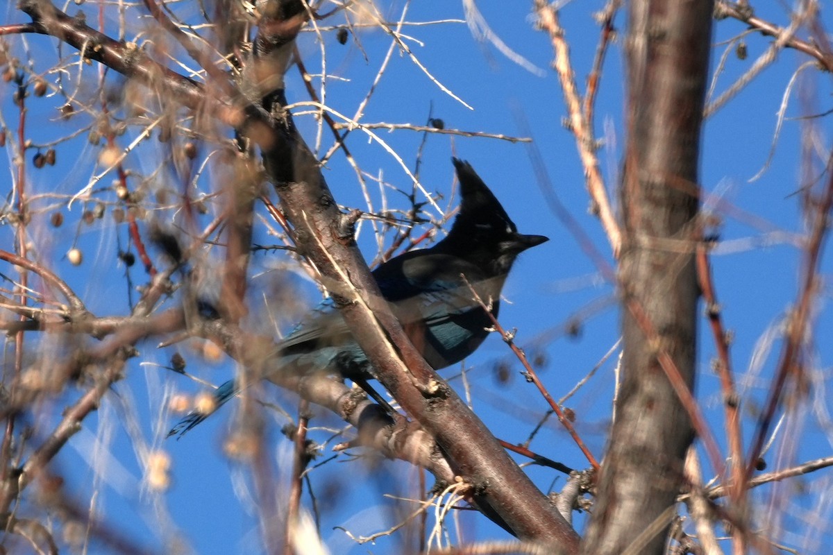 Steller Kargası - ML646214111