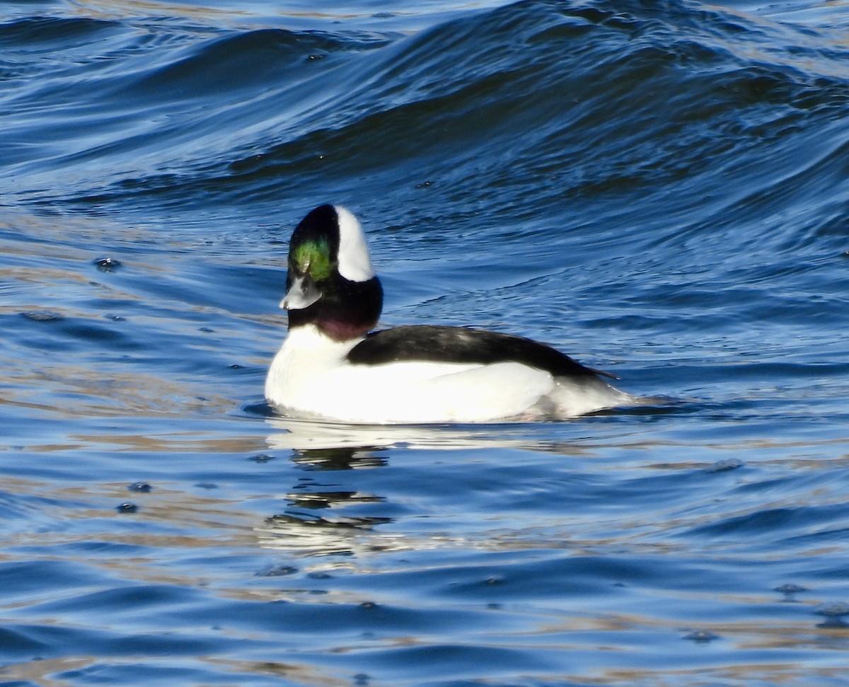 Bufflehead - ML646214119