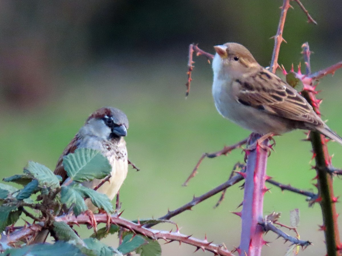 דרור הבית - ML646214123