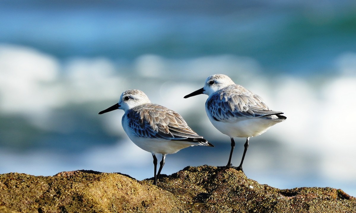 Txirri zuria - ML646214124