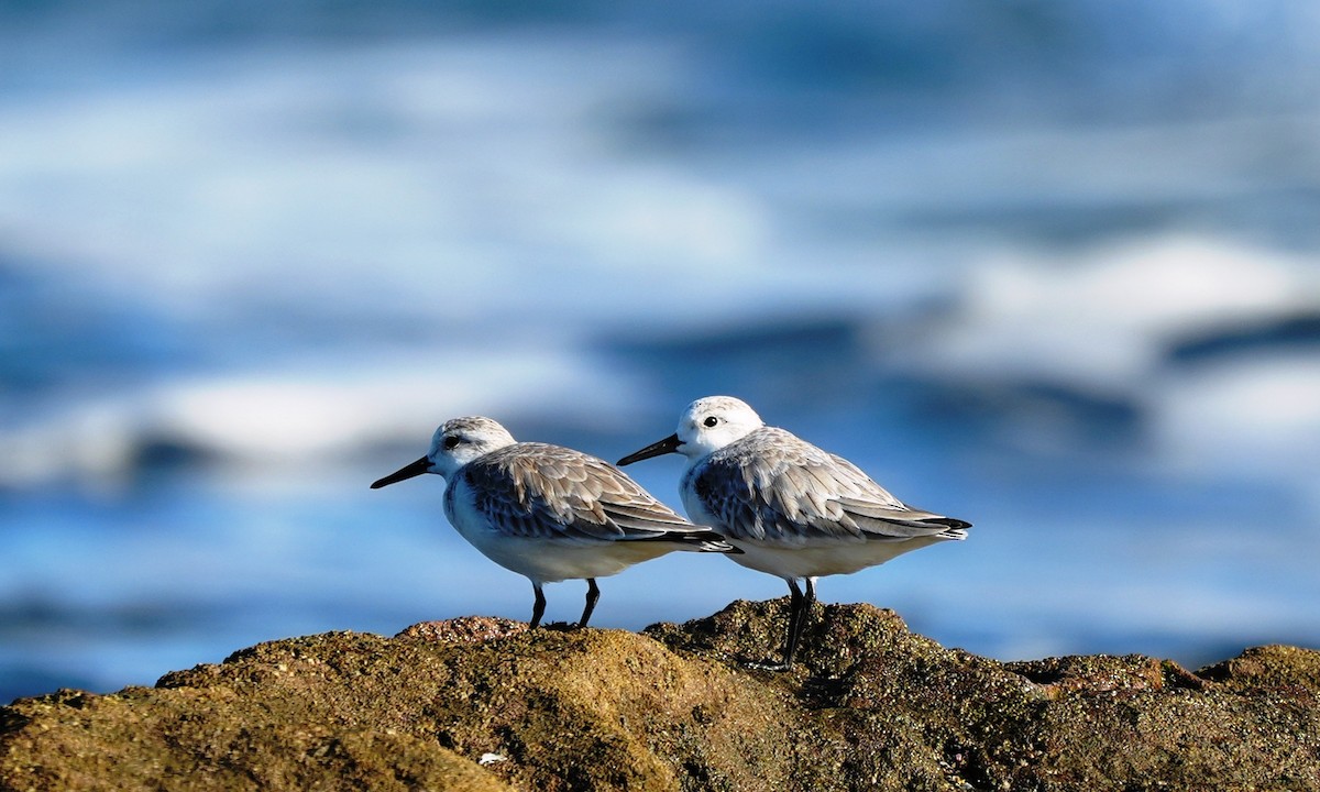 Txirri zuria - ML646214125