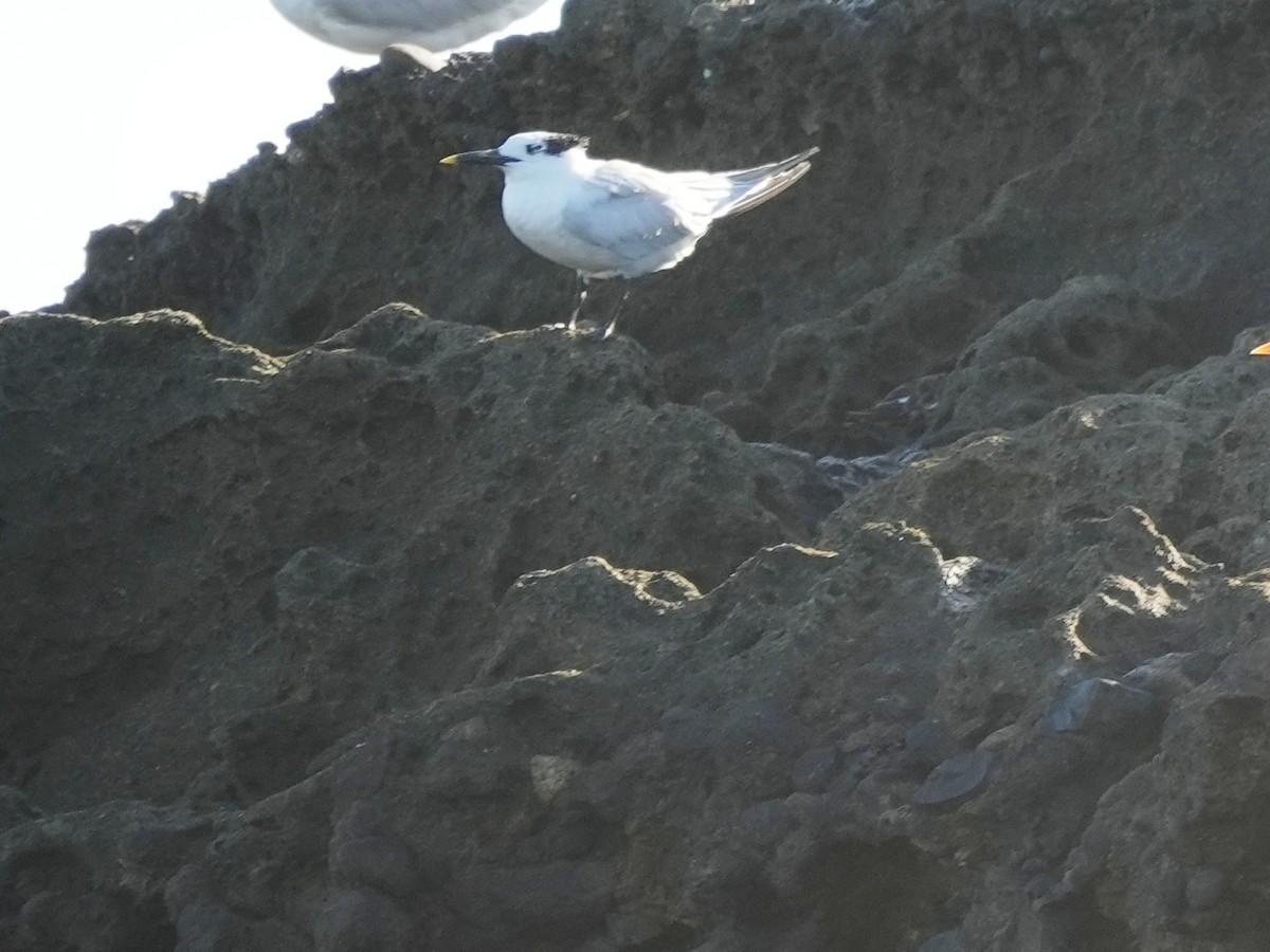 Sandwich Tern - ML646214126