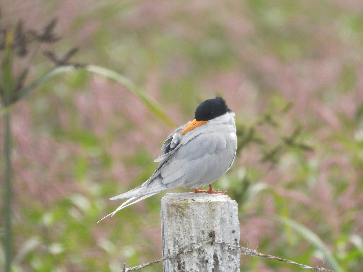 River Tern - ML646214134