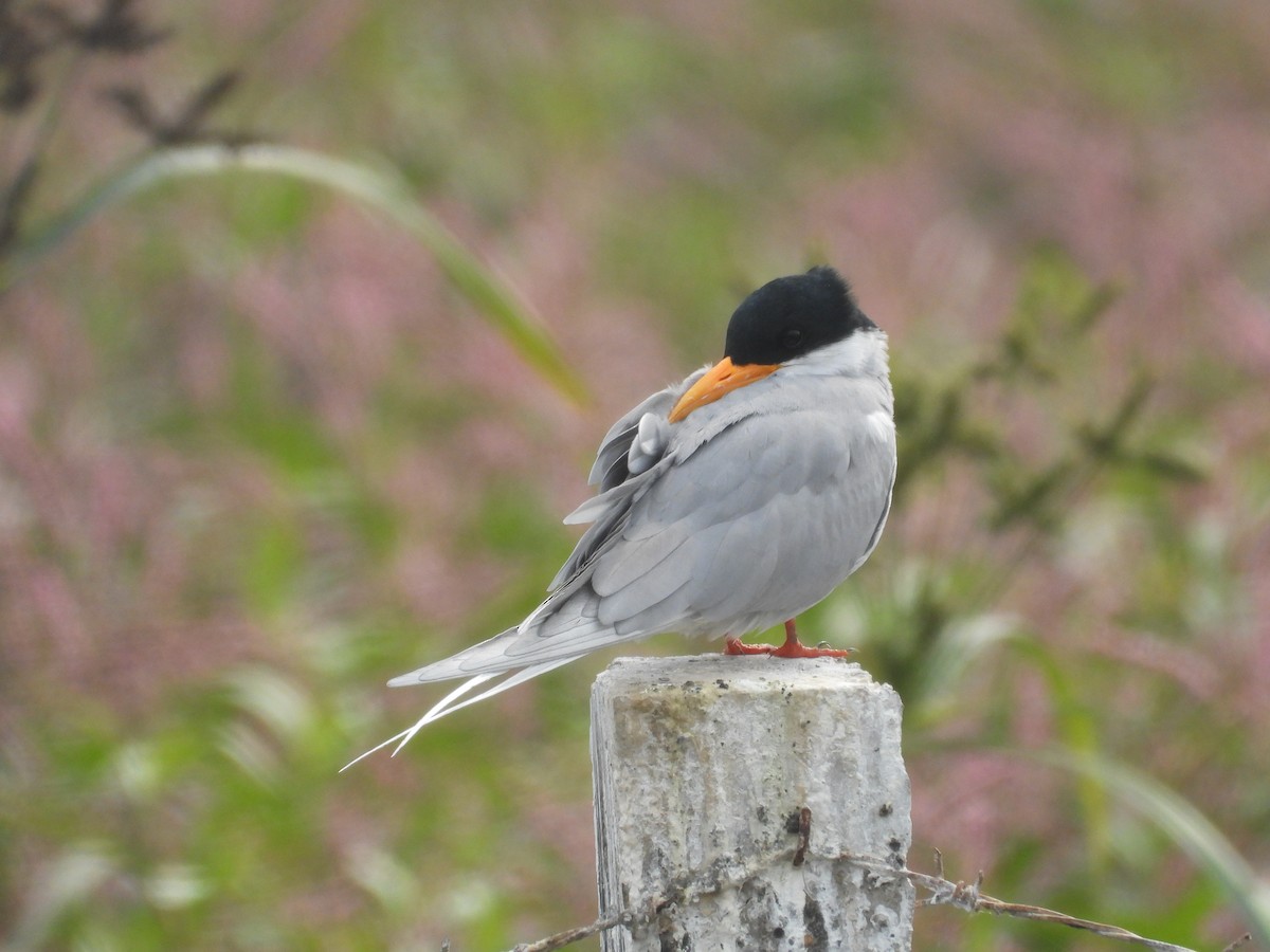 River Tern - ML646214135