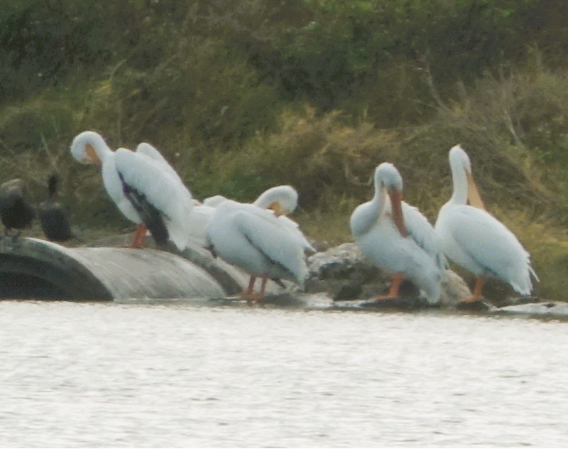 Amerika Pelikanı - ML646214136