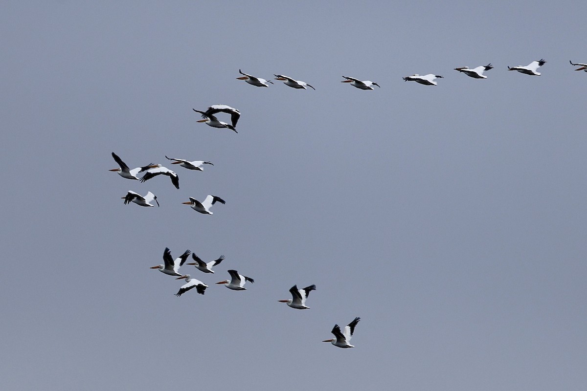 Amerika Pelikanı - ML646214143