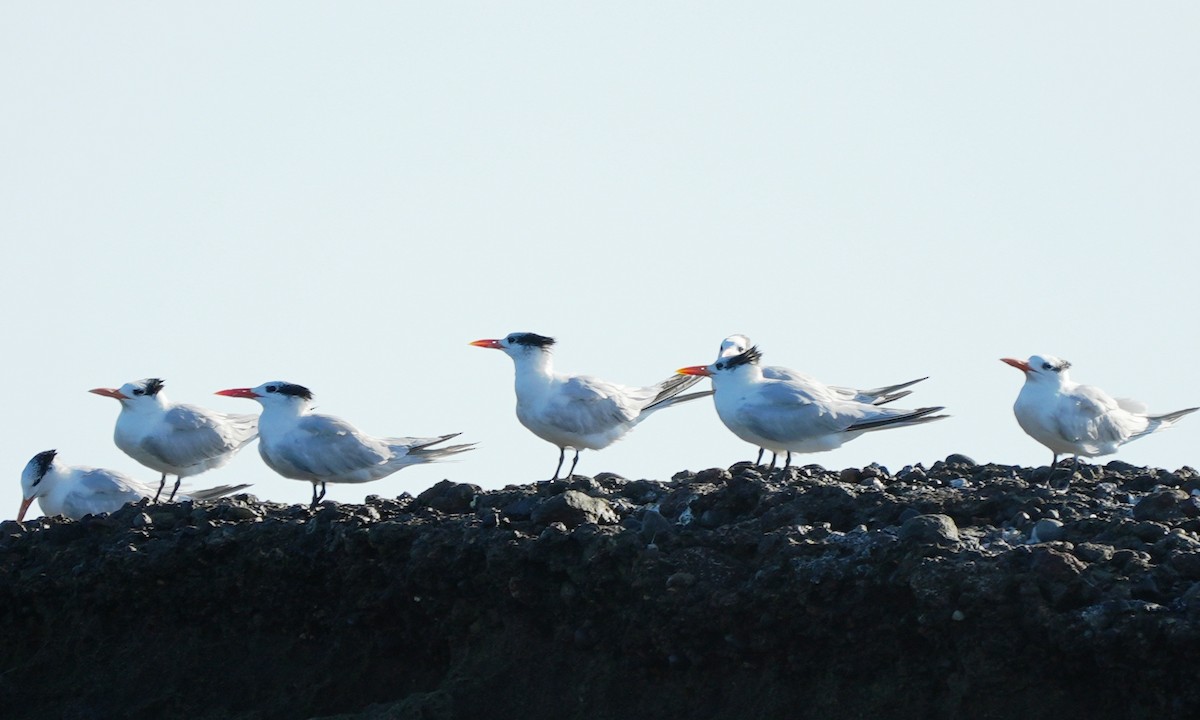 Royal Tern - ML646214145