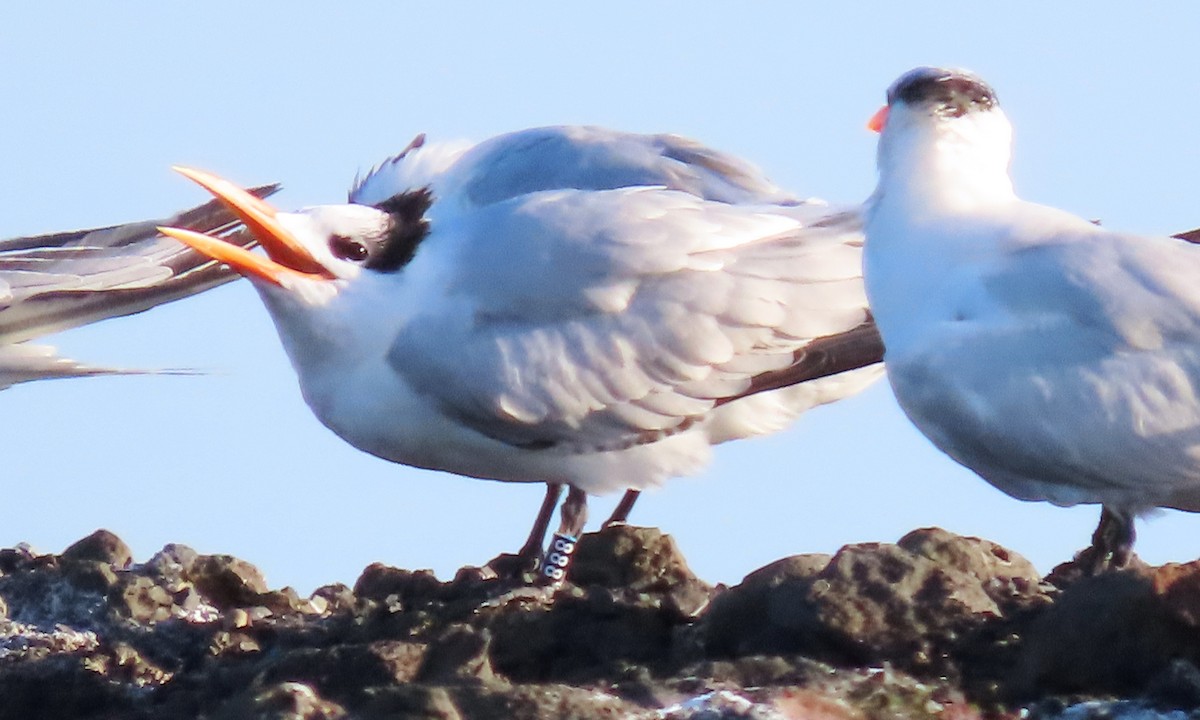 Royal Tern - ML646214146