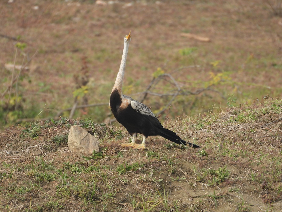 Oriental Darter - ML646214148