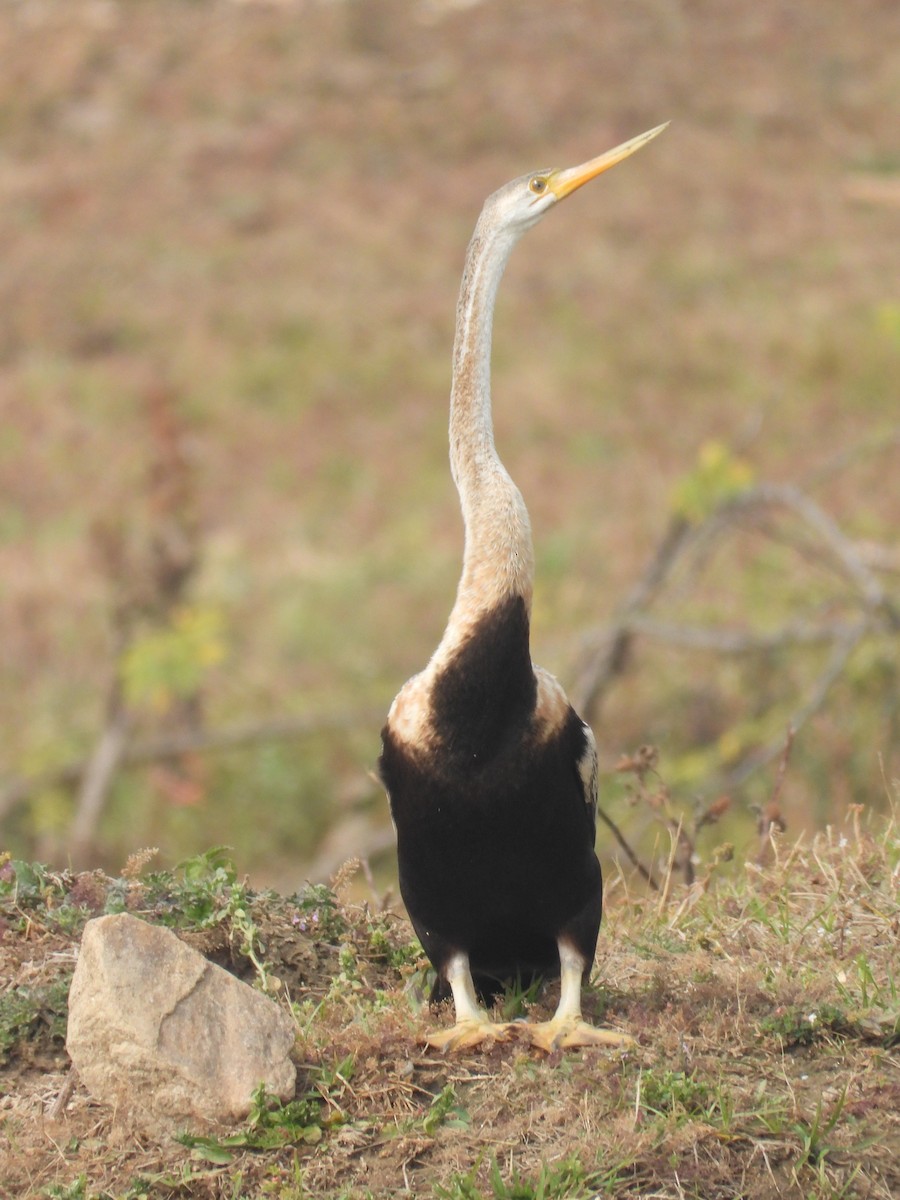 Oriental Darter - ML646214149
