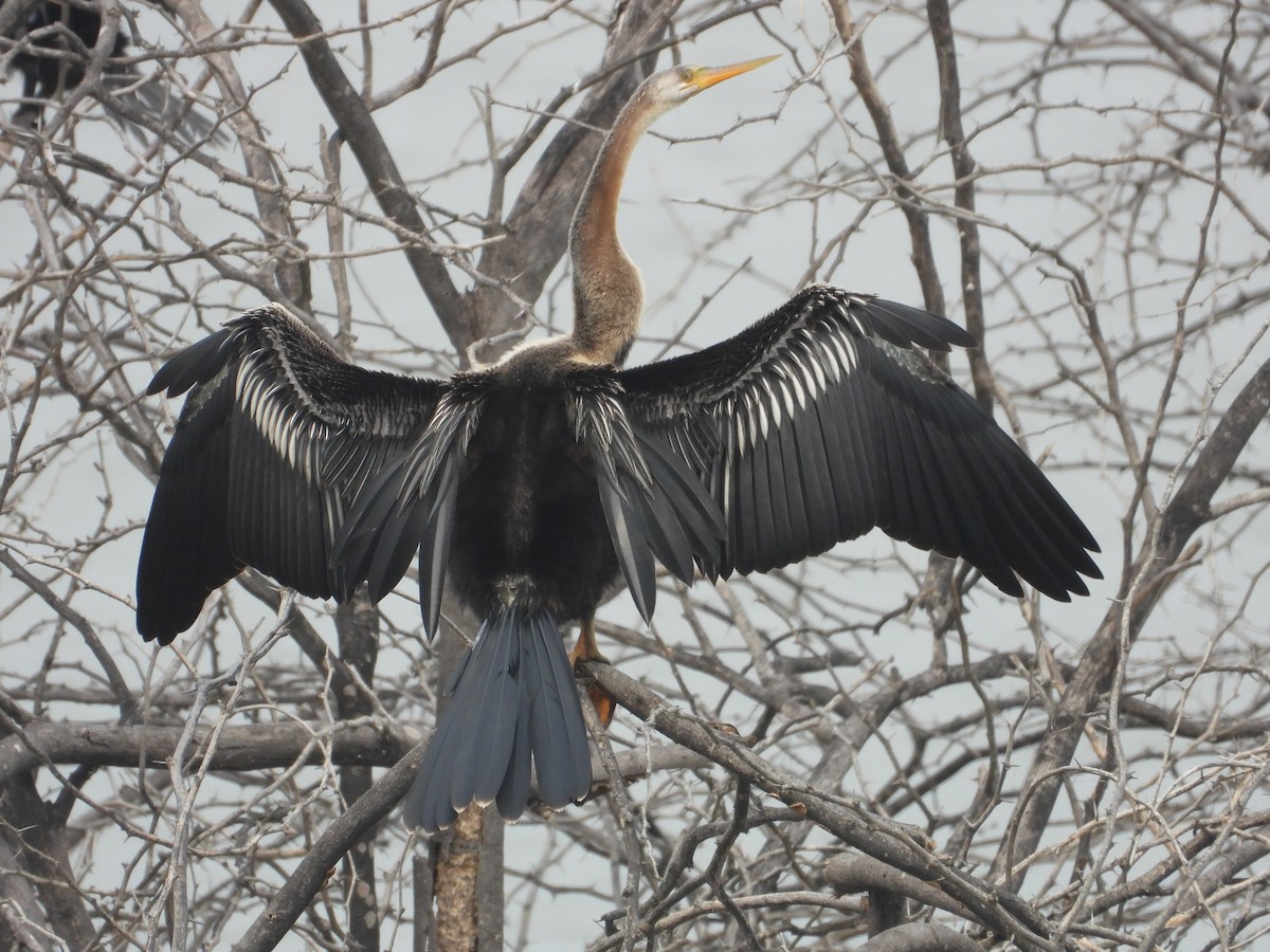 Oriental Darter - ML646214150