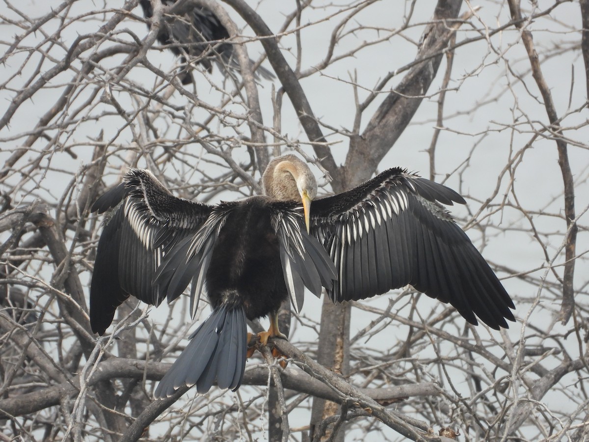 Oriental Darter - ML646214152