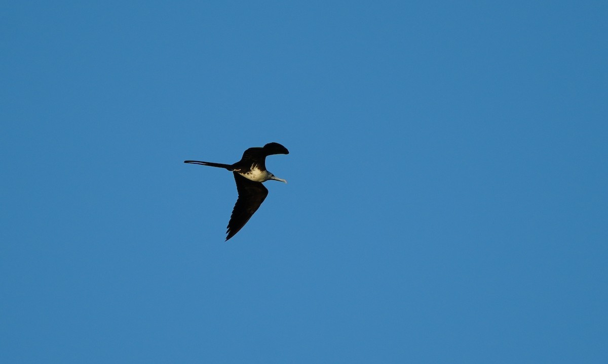 Magnificent Frigatebird - ML646214154