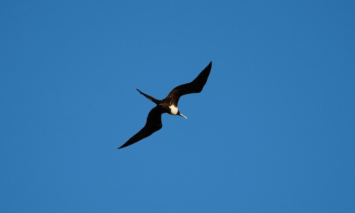 Magnificent Frigatebird - ML646214155