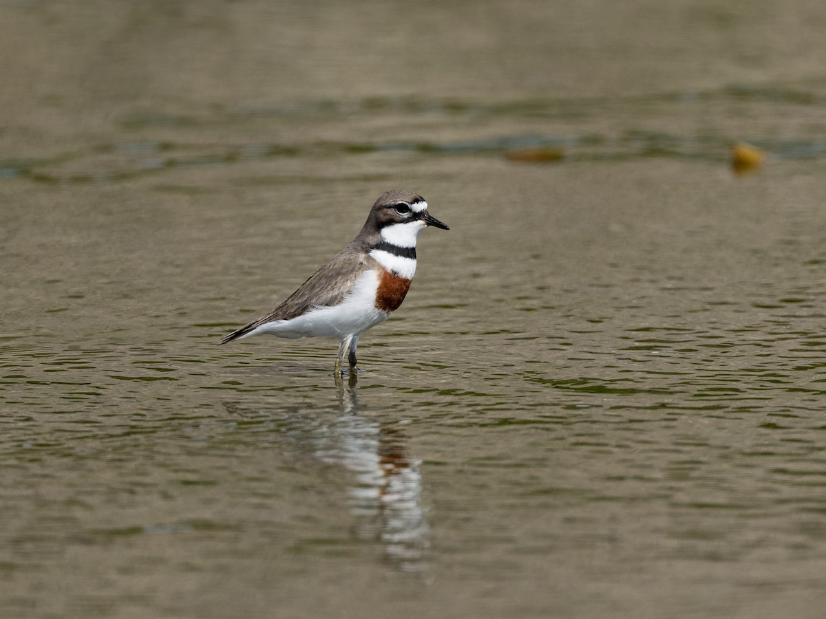 Double-banded Plover - ML646214156