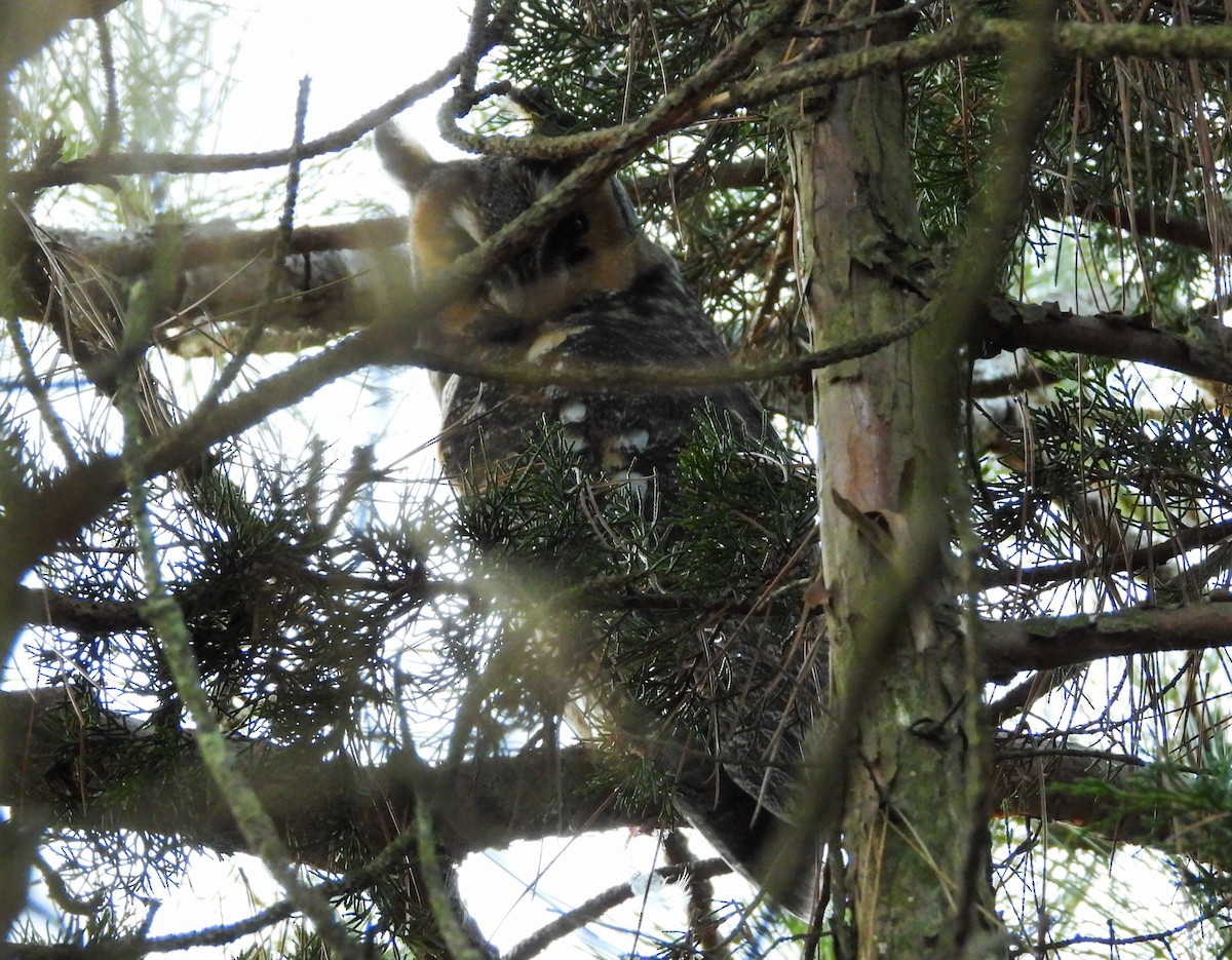 Long-eared Owl - ML646214159