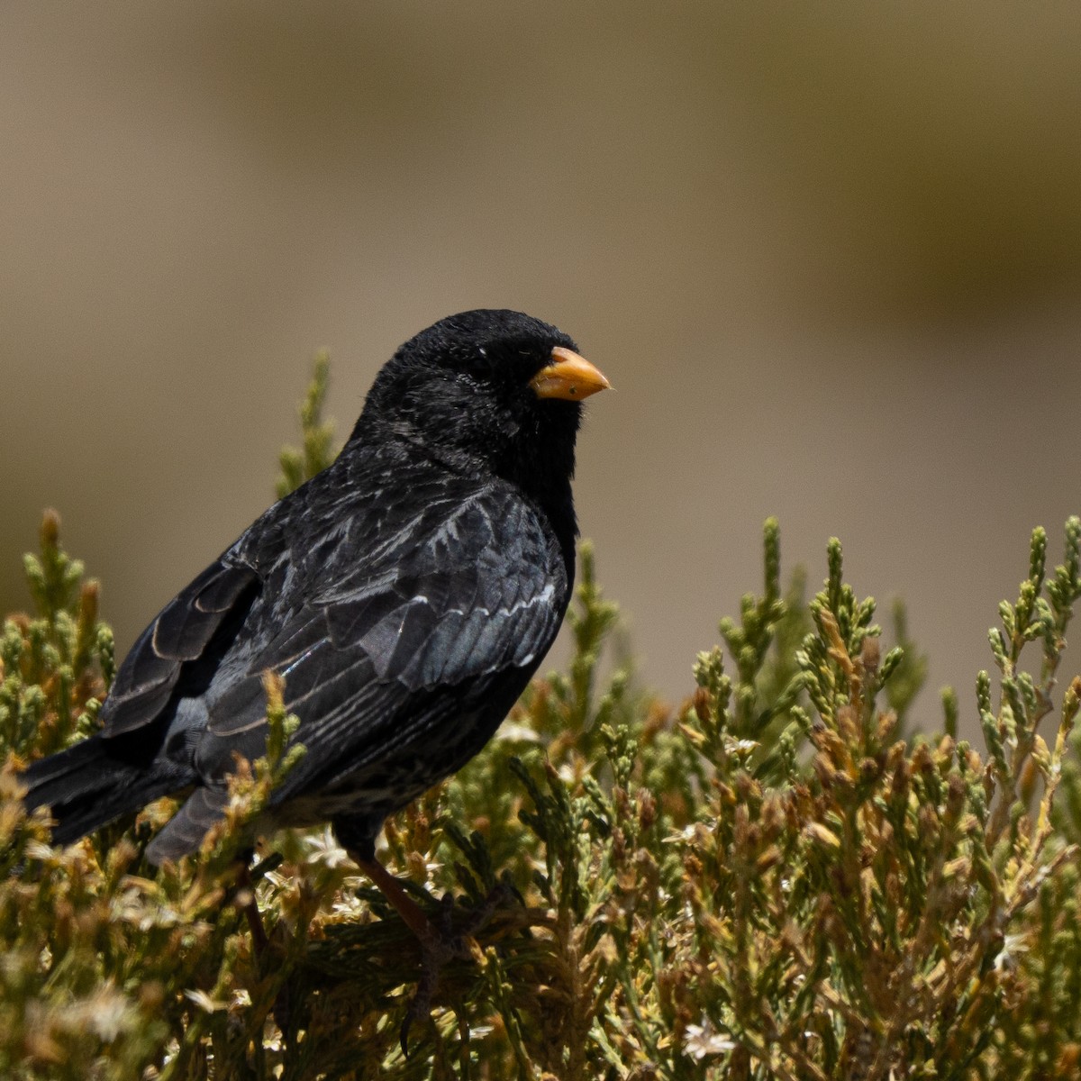 Mourning Sierra Finch - ML646214160