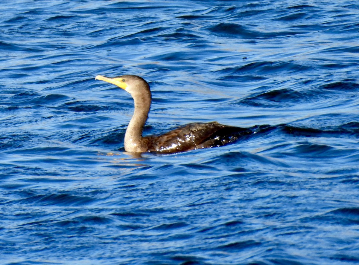 Double-crested Cormorant - ML646214161