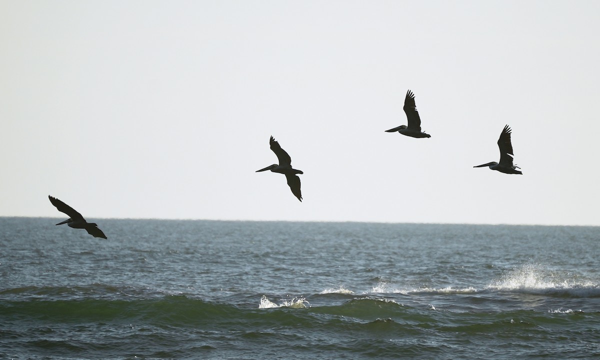 Brown Pelican - ML646214163