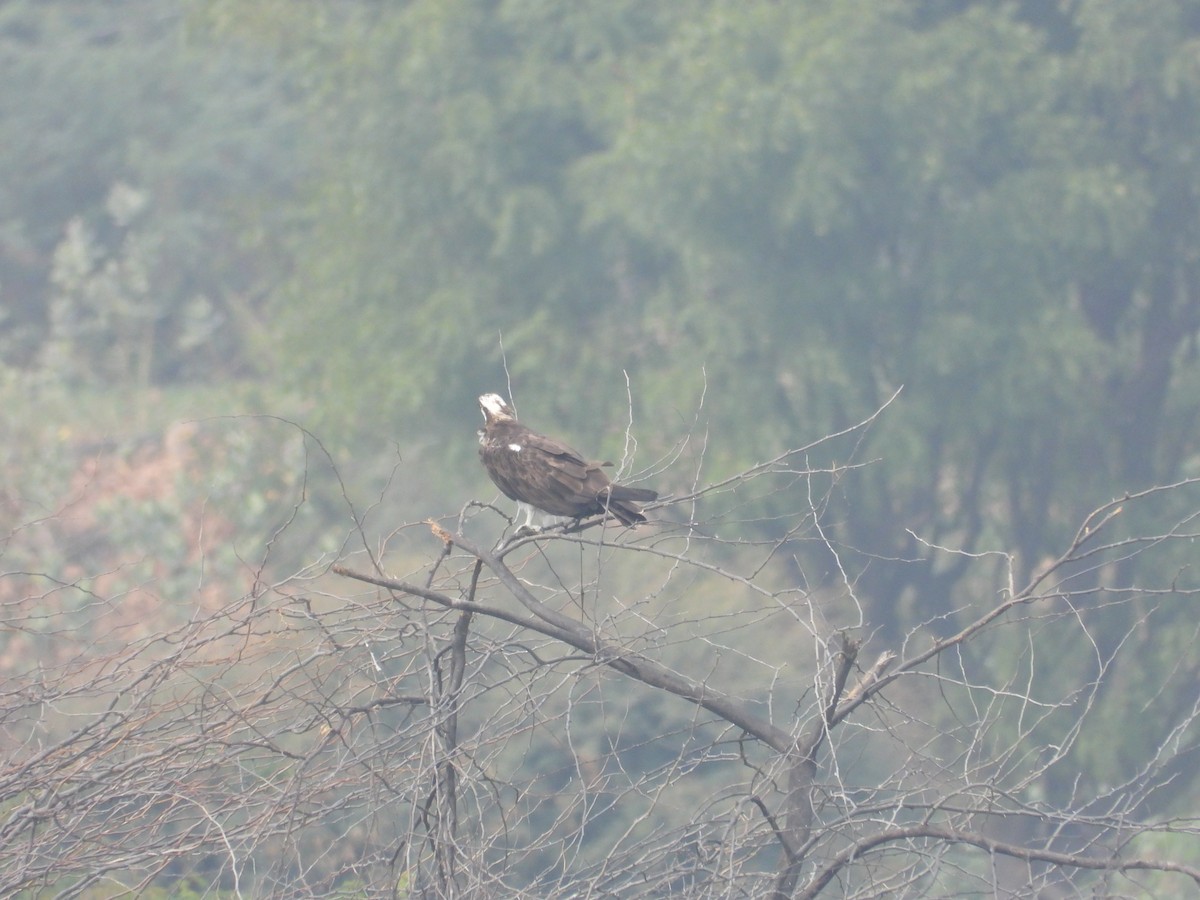 Osprey - ML646214164