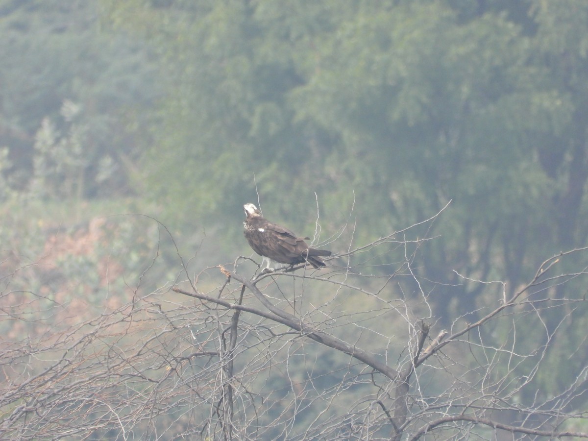 Osprey - ML646214165